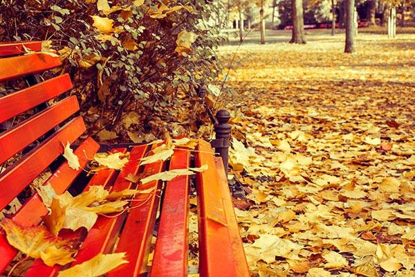 autumn forest